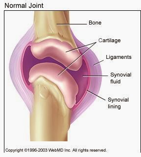 Pengertian, Fungsi, dan Macam - macam Sendi