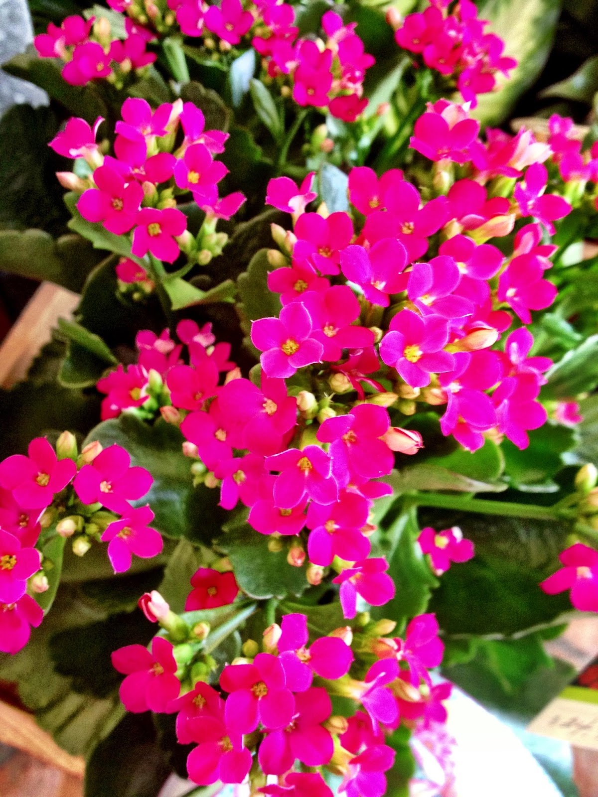 Bank of Flowers: Kalanchoes