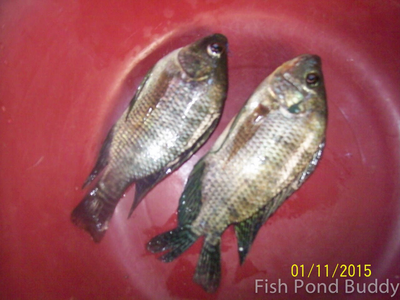 Fish Pond Buddy How to Clean and Make Sundried Tilapia