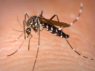 Εύβοια: Ενημερωθείτε για τα κουνούπια! ΒΙΝΤΕΟ