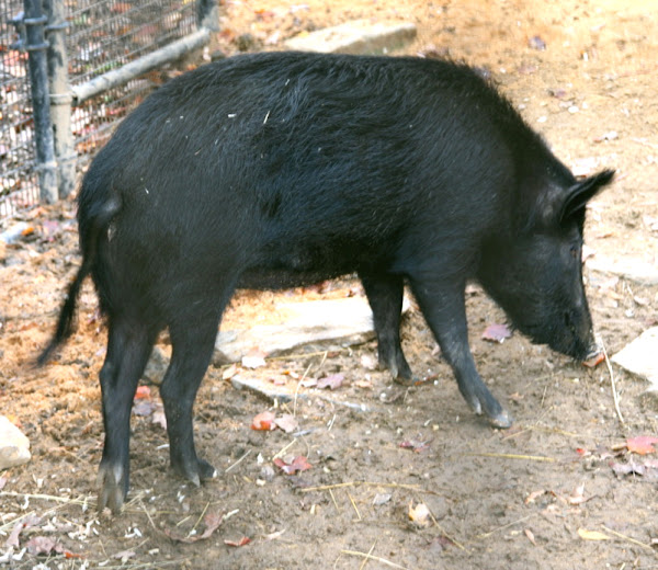 ossabaw island pig, ossabaw island pigs, about ossabaw island pig, ossabaw island pig breed, ossabaw island pig breed info, ossabaw island pig breed facts, ossabaw island pig care, caring ossabaw island pig, ossabaw island pig facts, ossabaw island pig history, ossabaw island pig info, ossabaw island pig images, ossabaw island pig origin, ossabaw island pig photos, ossabaw island pig pictures, ossabaw island pig rarity, ossabaw island pig rearing, raising ossabaw island pig, ossabaw island pig size, ossabaw island pig temperament, ossabaw island pig weight