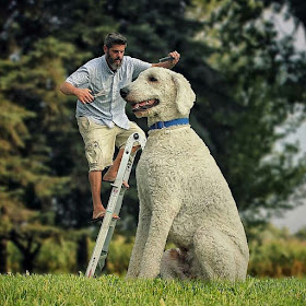 07-Just-a-Trim-Christopher-Cline-Juji-The-Giant-Dog-Photo-Manipulations-www-designstack-co