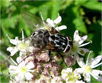 insects of scotland other flies picture wing flies sweat flies