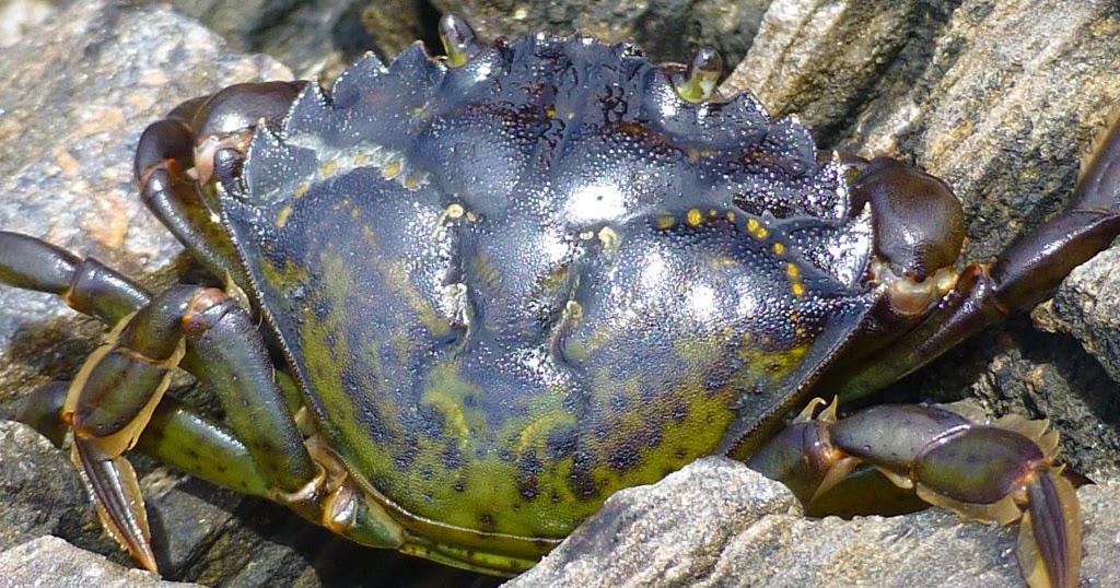 Ecotones of the Salish Sea European Green Crabs