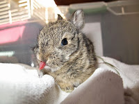 Baby bunny, Mary Cummins, Animal Advocates, wildlife rehabilitation, Los Angeles, Califoria