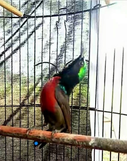 Setelan Umum Kolibri Ninja Sebelum Lomba Cara Gacor