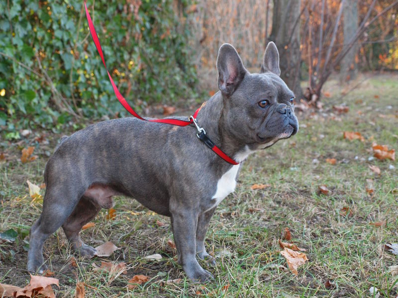 YELLOW BULL KENNEL Yellow Bull French Bulldog Kennel and Subarashil Kennel