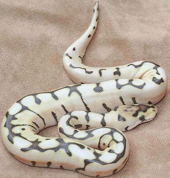 Radioactive Reptiles: Female Desert Ball Python: Unproven Breeding