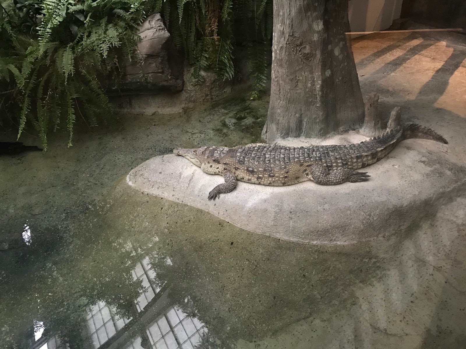 Pop's Chicago Tiki Room Reptiles at the Brookfield Zoo; Chicago, Illinois
