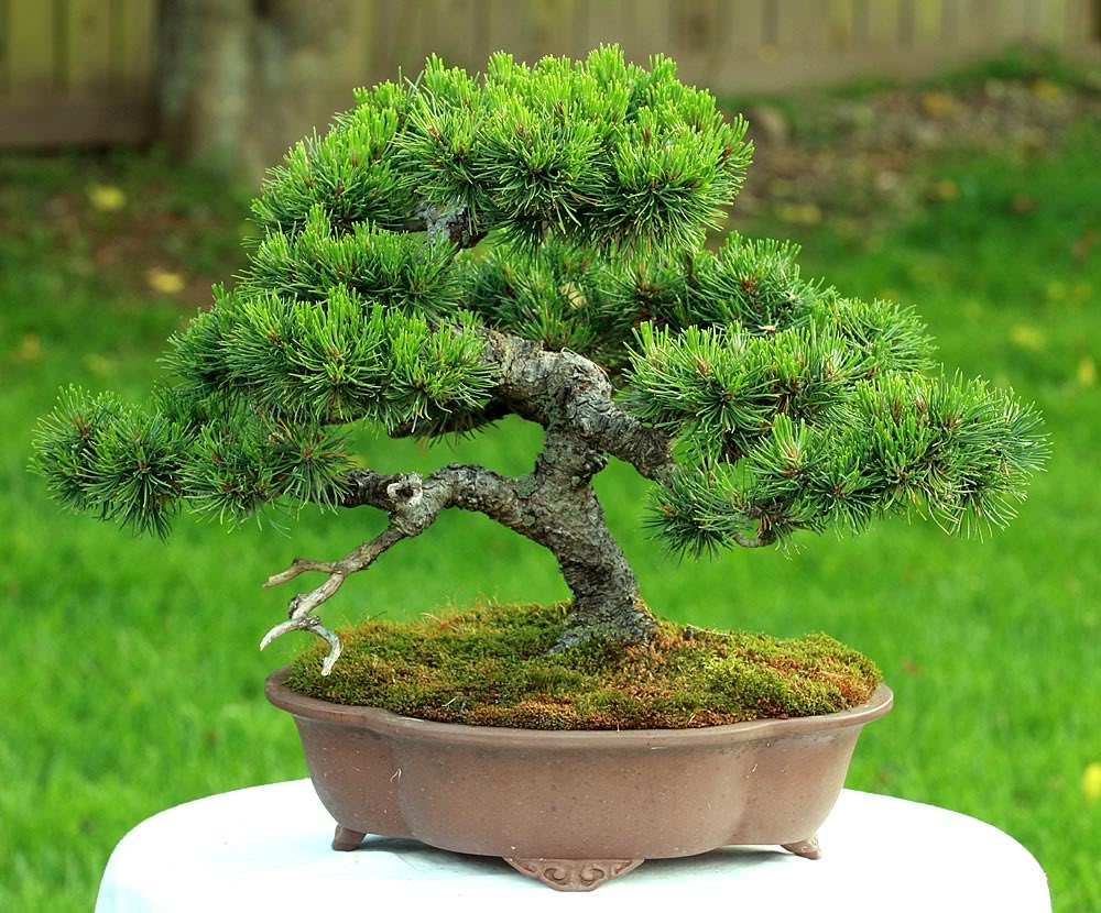 Constant Gardener Mugo pine bonsai inspiration