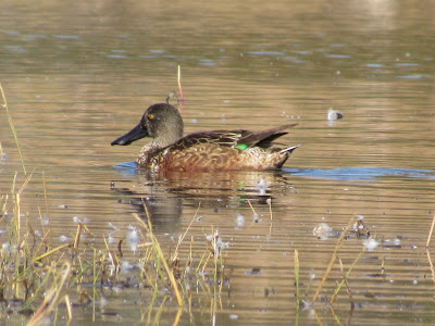 Sacramento National Wildlife Refuge