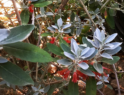 Jocama (Teucrium heterophyllum) flor silvestre roja