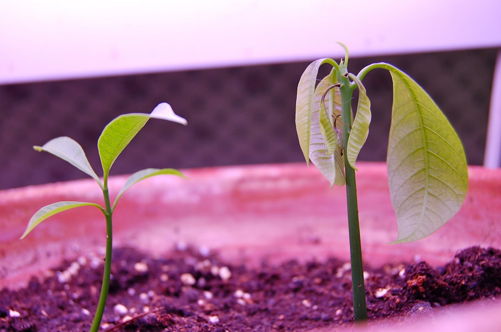 UPDATE Baby mango trees!