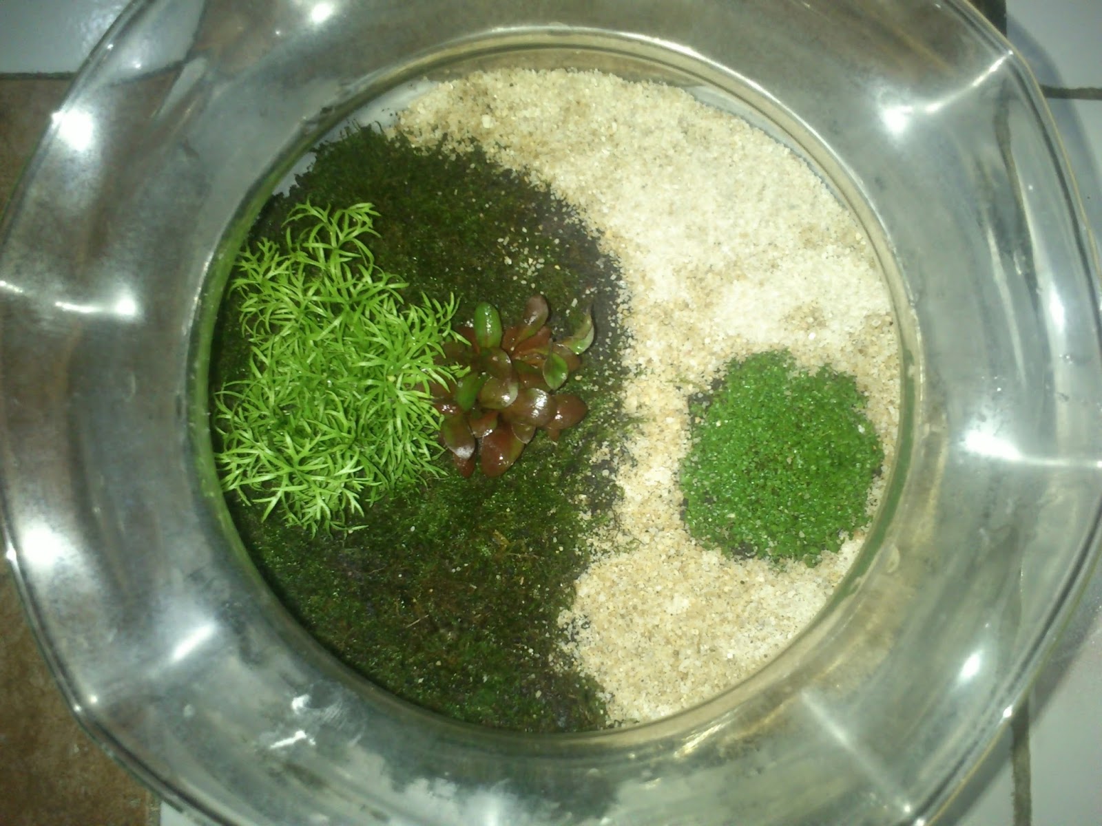 aquascape kecil 60 model akuarium kecil cocok untuk hiasan kamar anda aquascape kecil 60 model akuarium kecil cocok untuk hiasan kamar anda