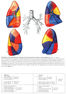 Сегменты легких на схеме
