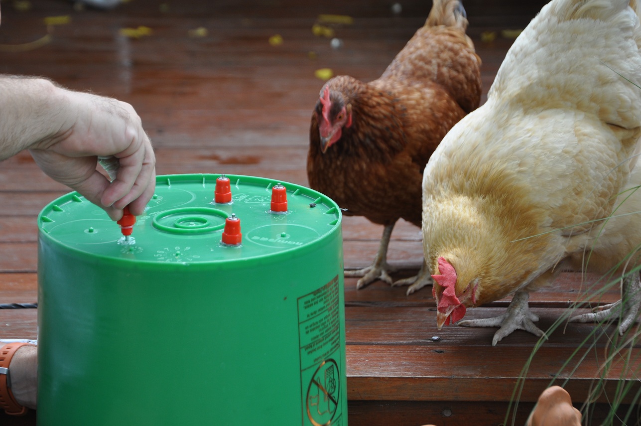DIY: Chicken Waterer | Community Chickens