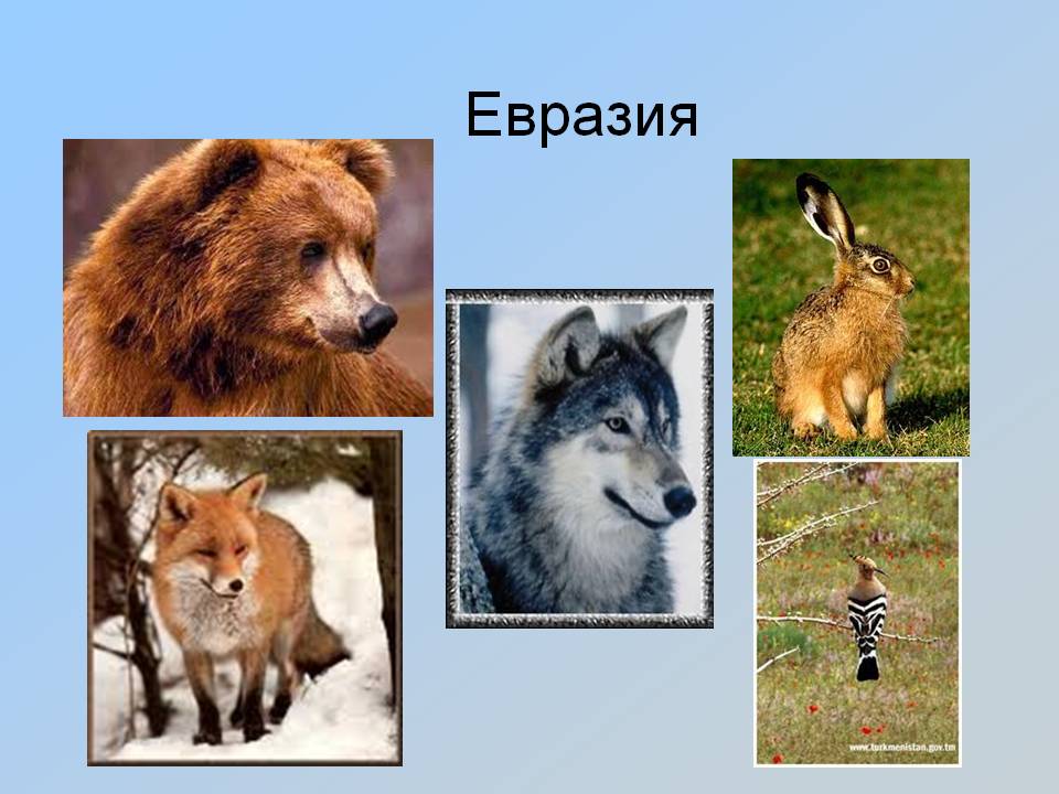Картинки, животный мир картинки евразии