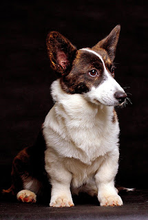 white and brown cardigan welsh corgi, cute puppy pictures