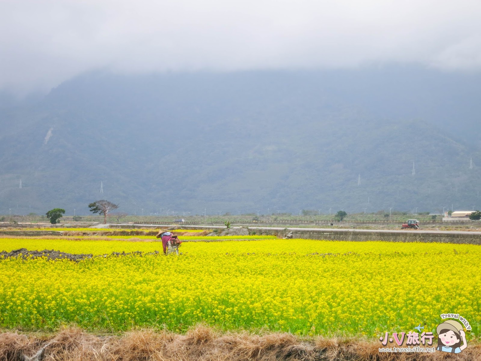 池上伯朗大道 油菜花季