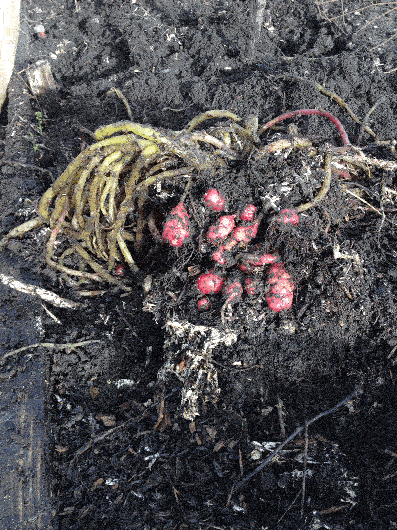 Allotment Garden Harvesting oca and sieving the compost.