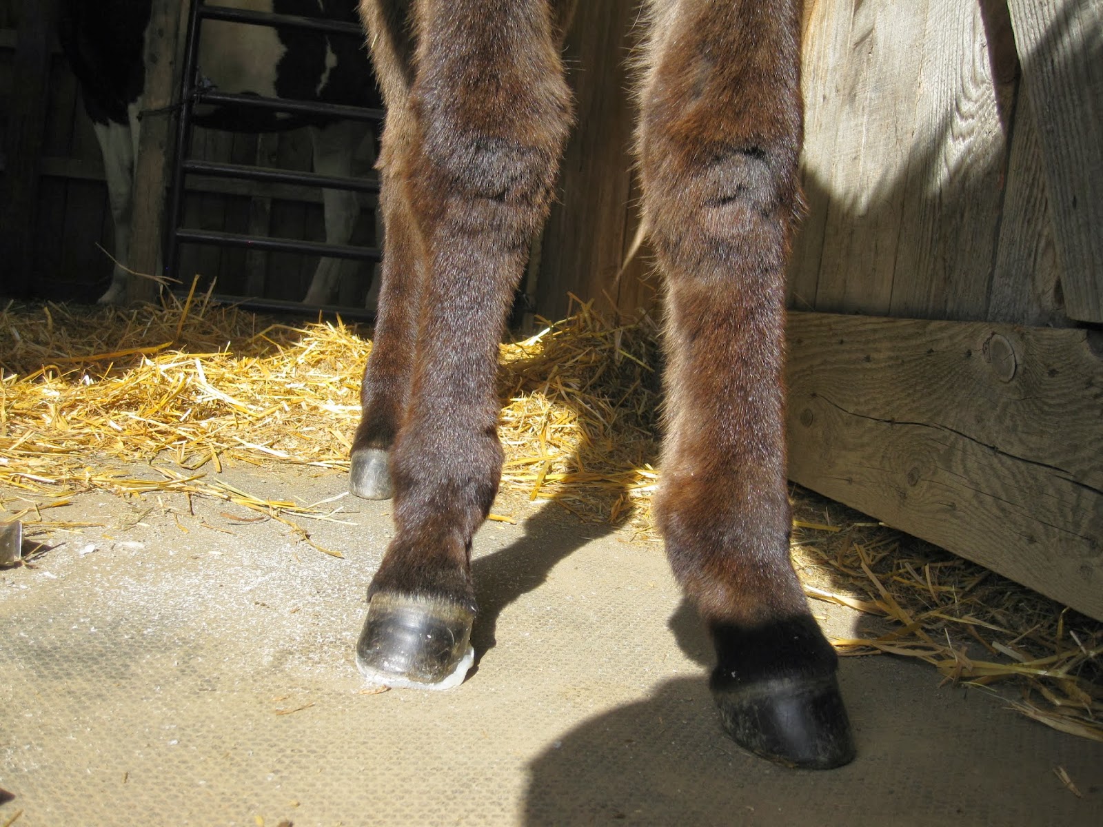 The Dancing Donkey Donkey Feet Ramsey
