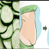 Lose weight Naturally with Cucumber in just 7 Days