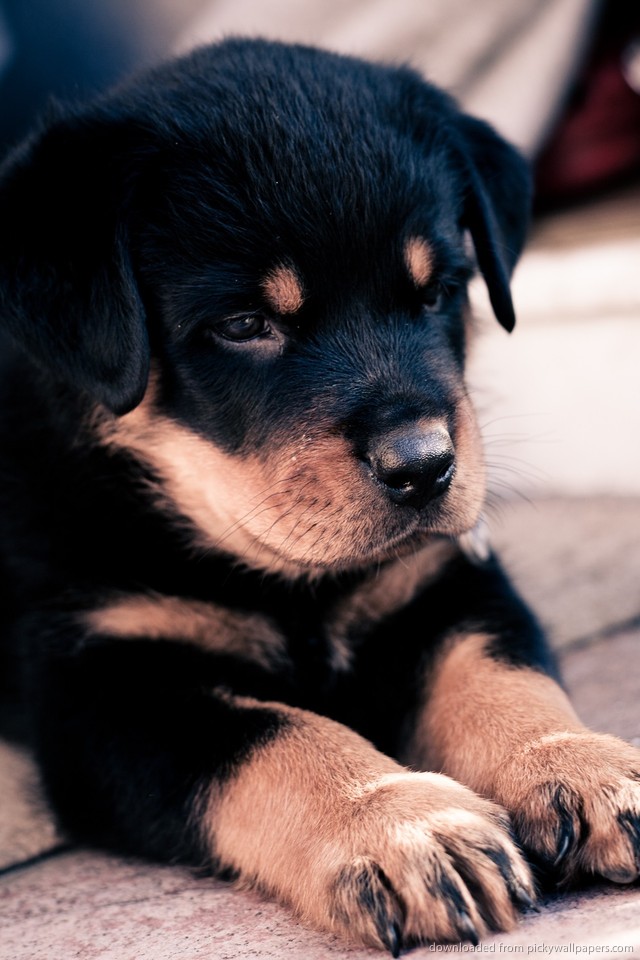 Price range for a Rottweiler Puppy Annie Many