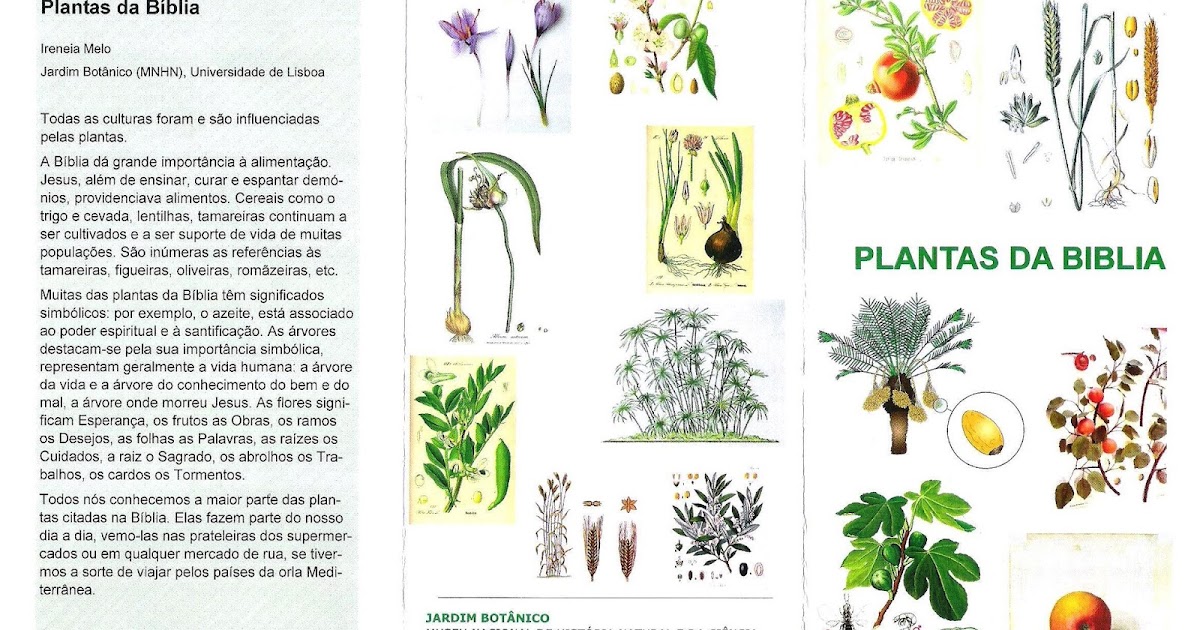 Onde está Cristo?... Plantas da Bíblia (Ciência Viva no verão) a experimentar