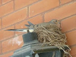 build why nest porch rent robins