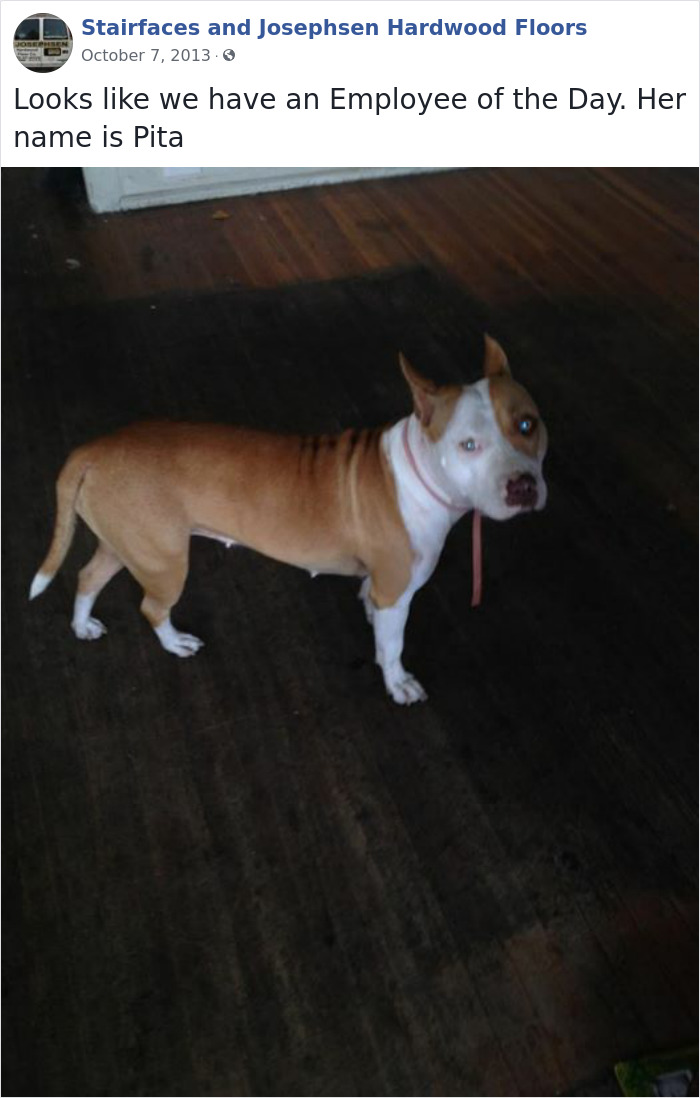 30 Hilarious Dogs That Were The ‘Employees Of The Week’ 30 Hilarious Dogs That Were The ‘Employees Of The Week’