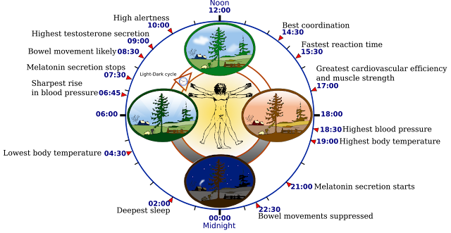 Body’s Internal Clock Body’s Internal Clock | Circadian Timing