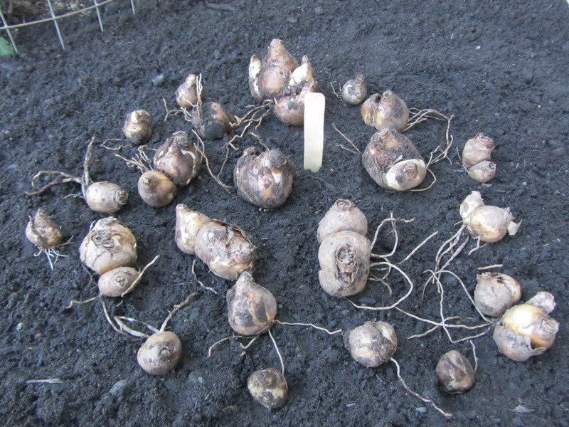 Four Hills of Squash Digging Up Bulbs & Replanting Bulbs