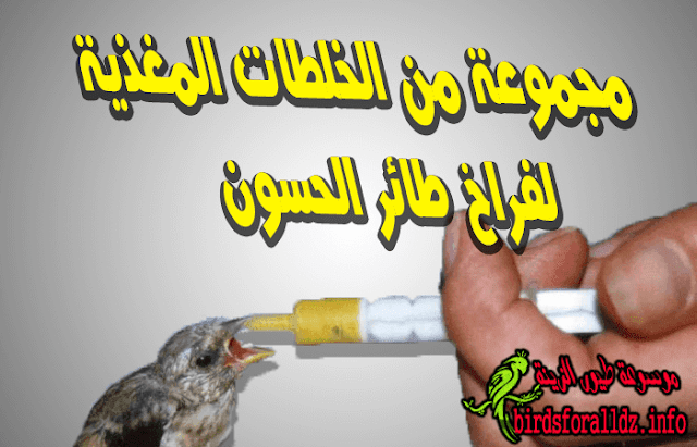 خلطات مغذية ومفيدة لفراخ طائر الحسون