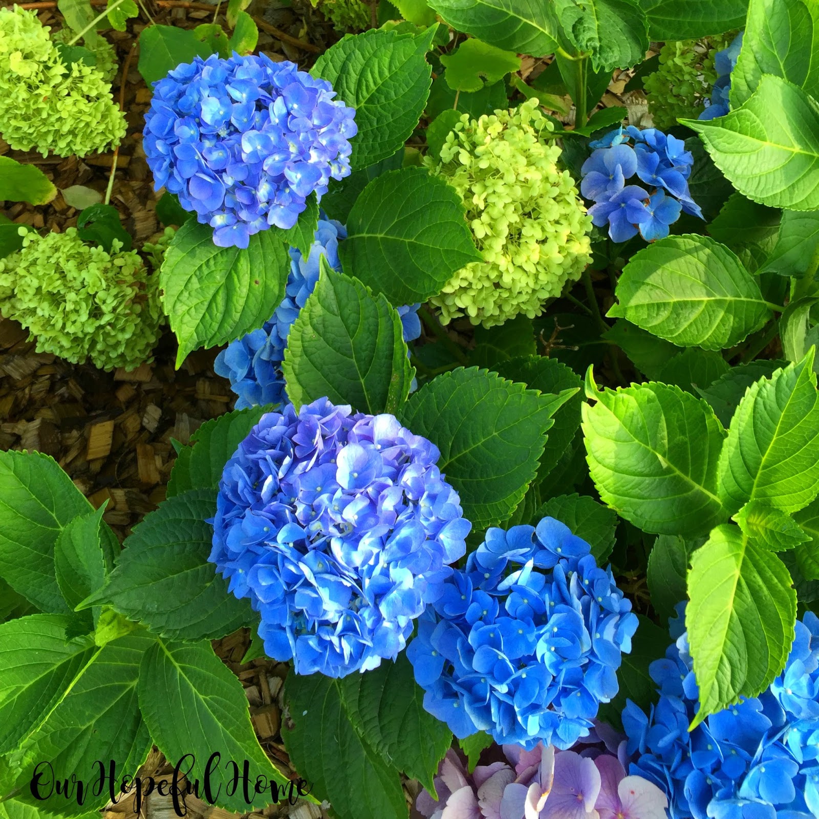 How To Prune Hydrangea Home Decorating Ideasbathroom Interior Design