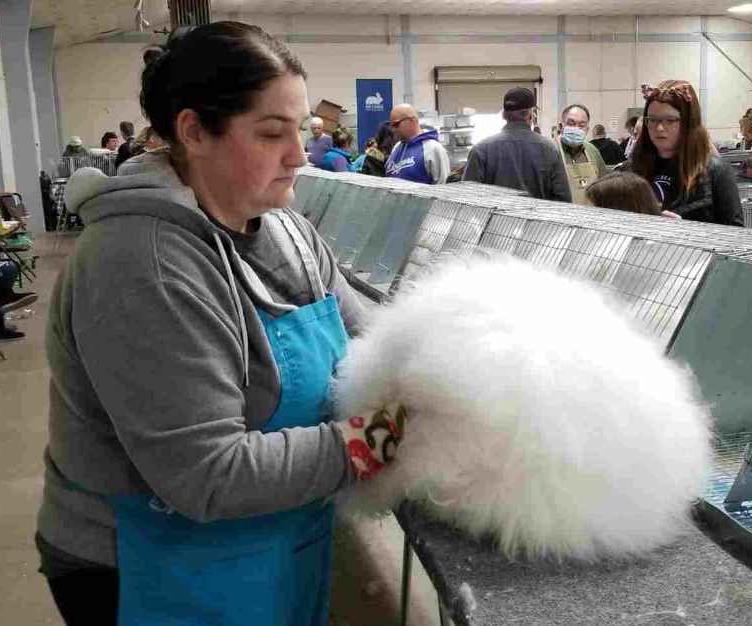 Northern California Angora Guild: Show D Angora Judging at Turlock