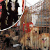 Η ΜΕΓΑΛΥΤΕΡΗ ΚΙΝΗΤΟΠΟΙΗΣΗ! 11 εκατομμύρια υπογραφές για το Φεστιβάλ κρέατος σκύλου στην Κίνα..