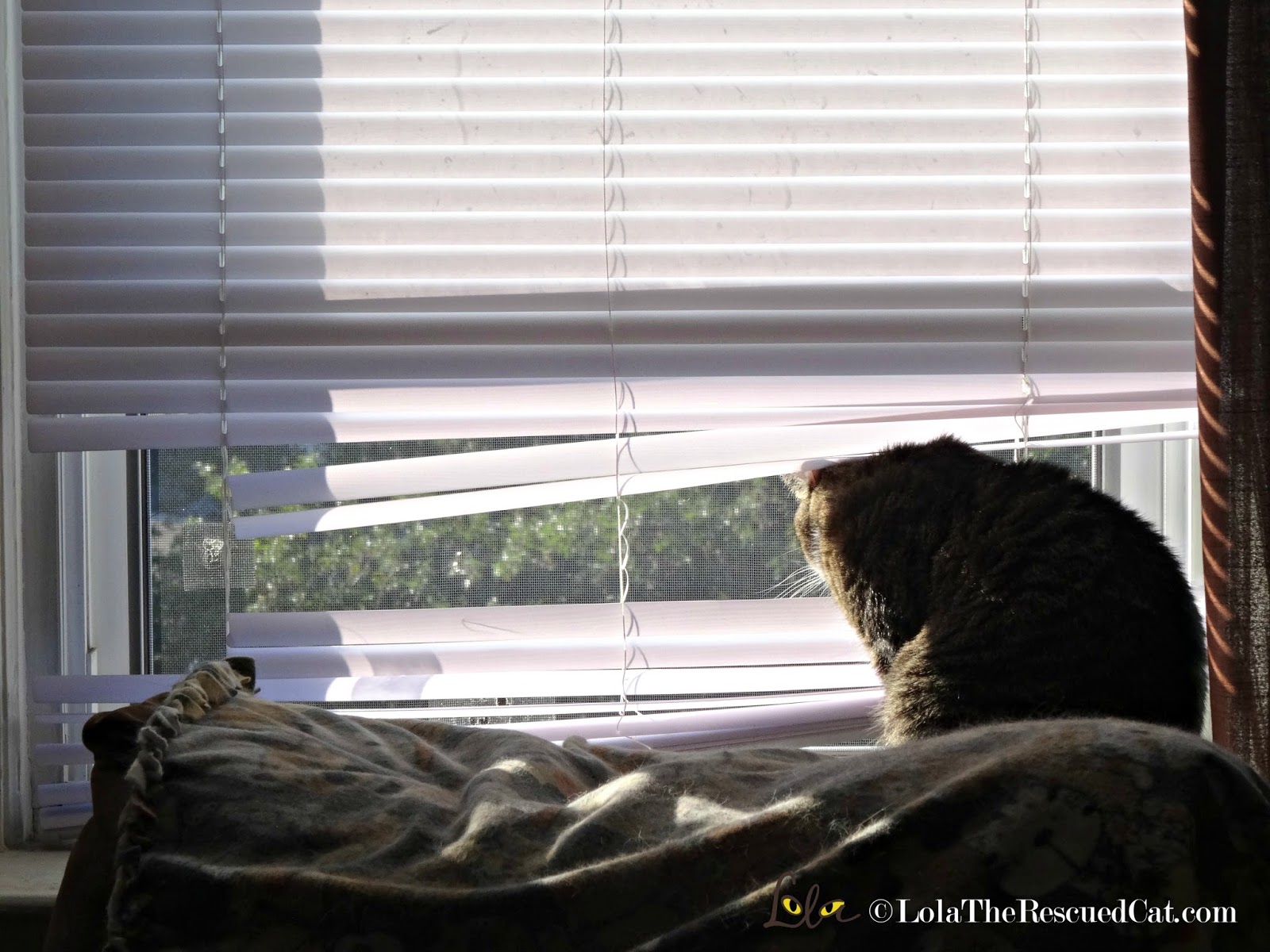 Wordless Wednesay Our ReDesigned Window Blinds Lola The Rescued Cat