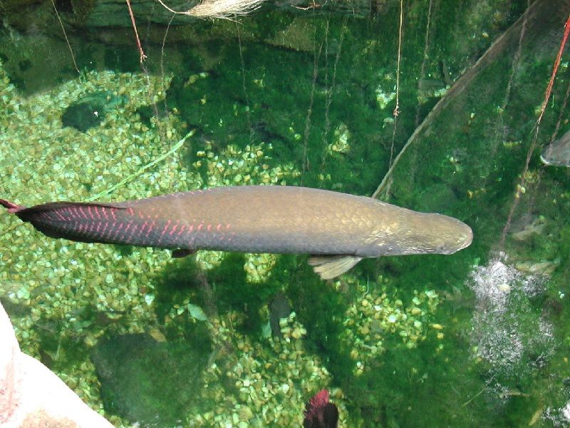 gambar Ikan Araipama gigas