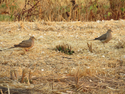 Sacramento National Wildlife Refuge