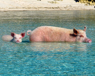 dieren varkens zwemmende jetblue