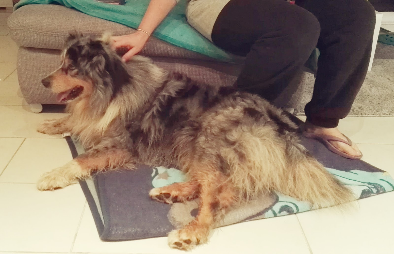 Mcp Tropfen Hund Tierische Tapete