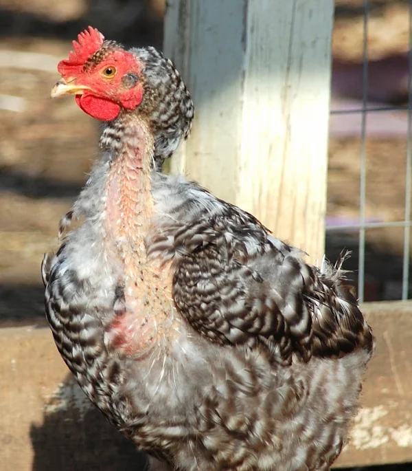 Molting Chicken roosters, roosters lose their feather, molting roosters, molting chickens, feather losing roosters, do roosters lose their feathers