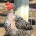 Why Do Roosters Lose Their Feathers?