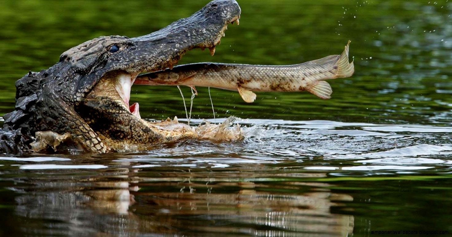 Download Crocodile Hd Wallpapers Beautiful Desktop Photos Widescreen