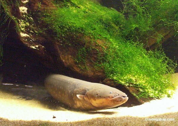 Electric Eel | Animal Wildlife
