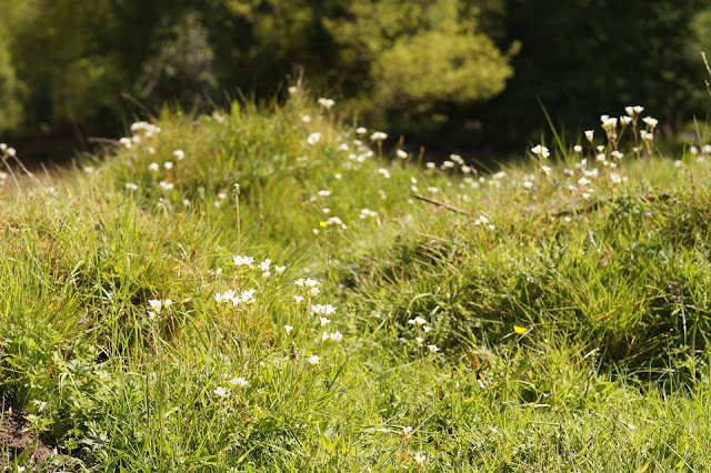 meadow saxifrage in bloom