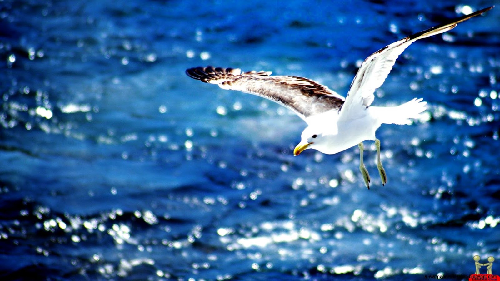 Seagull Flying Hd Wallpaper