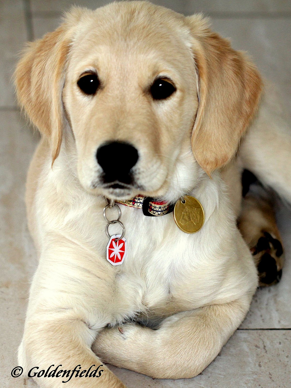 Goldwelpen Golden Retriever Welpen Familienzucht Golden Retriever Welpen Baleas J Welpen Sind 3 Monate Herzige Bilder Im Neuen Zuhause