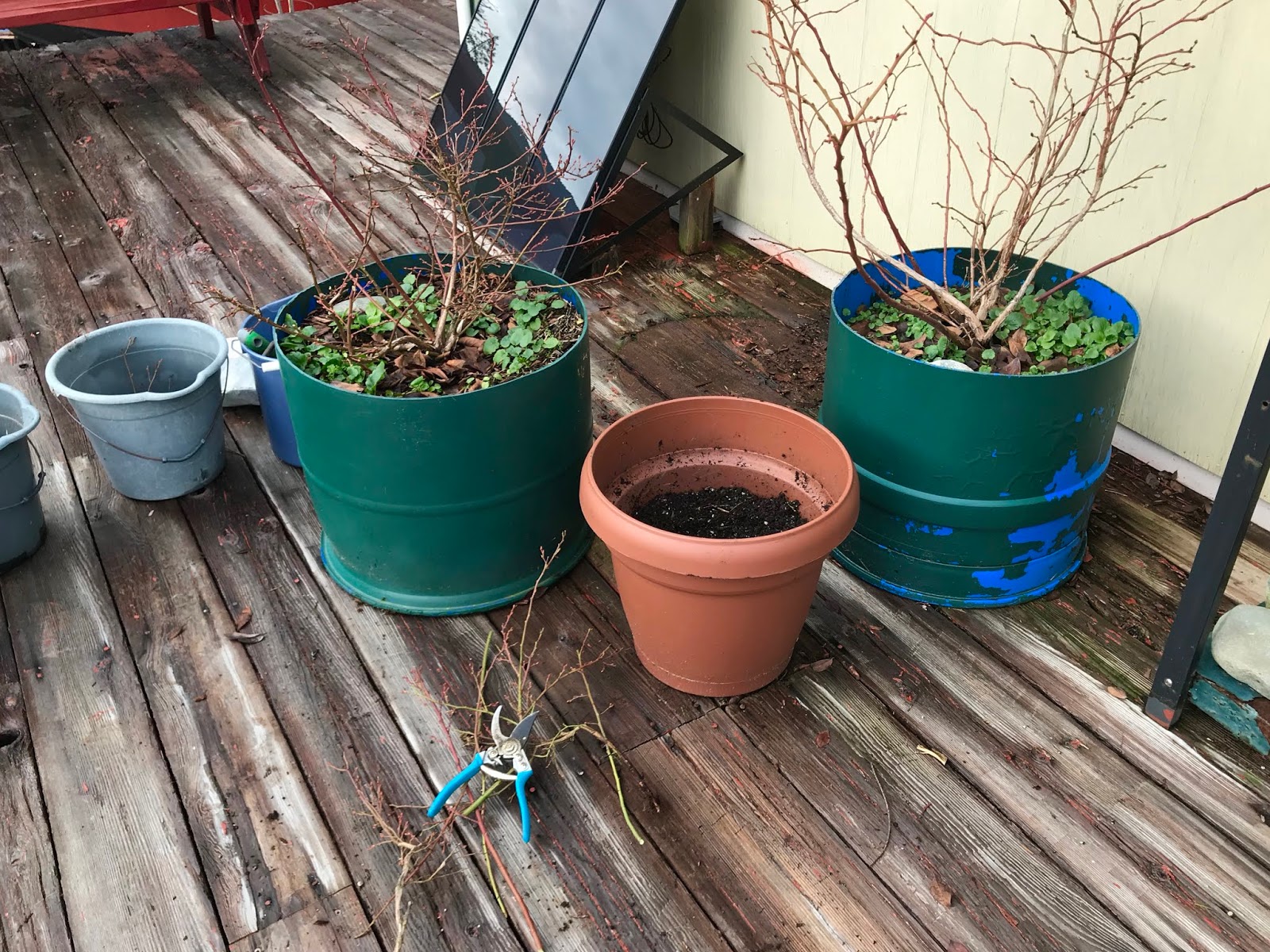 Powell River Books Blog Transplanting Blueberry Bushes (Again)