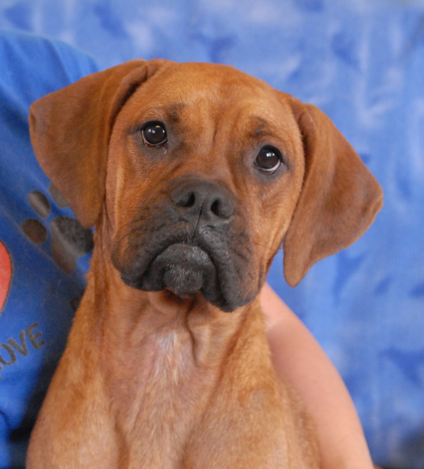 Gretchen, a Boxer puppy for adoption who loves to listen